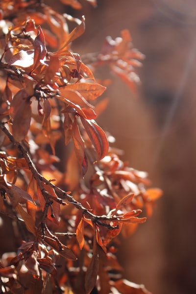orange-leafed植物
